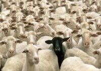 بساطی: ۱۱۵ رأس دام قاچاق در نایین توقیف شد