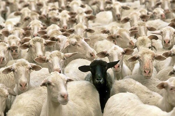 بساطی: ۱۱۵ رأس دام قاچاق در نایین توقیف شد