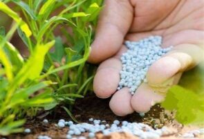 تأثیر تنش درخلیج فارس بر بازارهای جهانی کود شیمیایی و تولید غذا