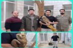 تحویل یک بهله عقاب «شاهی» به محیط‌زیست بروجرد