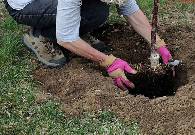 توزیع نهال رایگان در ۲۲بوستان منتخب پایتخت به مناسبت روز طبیعت