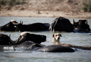 توسعه صنعت گاومیش‌داری در میانکاله نیازمند حمایت است