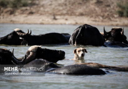 توسعه صنعت گاومیش‌داری در میانکاله نیازمند حمایت است