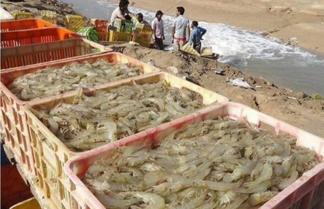 تولید میگو در کشور با رشد ۳۷ درصدی به رکورد جدید رسید