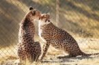 جشن بلوغ ۳یوز ماده در دل شاهرود؛بحران کمبود یوز نر بارور در مرکز تکثیر جشن بلوغ ۳یوز ماده در دل شاهرود؛بحران کمبود یوز نر بارور در مرکز تکثیر