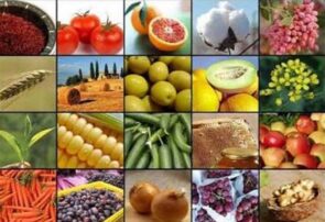 جهش تولید کشاورزی به ۱۳۰ میلیون تن در سایه جنگ و خشکسالی