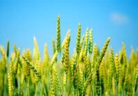 خرید تضمینی گندم از هفته آینده آغاز می‌شود