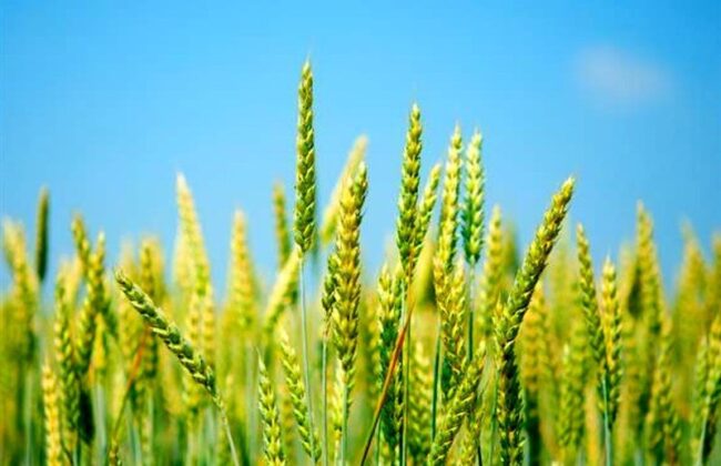 خرید تضمینی گندم از هفته آینده آغاز می‌شود