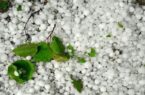خزایی: خسارت تگرگ به اراضی کشاورزی ۶ روستای کنگاور در دست بررسی است
