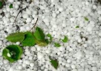 خزایی: خسارت تگرگ به اراضی کشاورزی ۶ روستای کنگاور در دست بررسی است