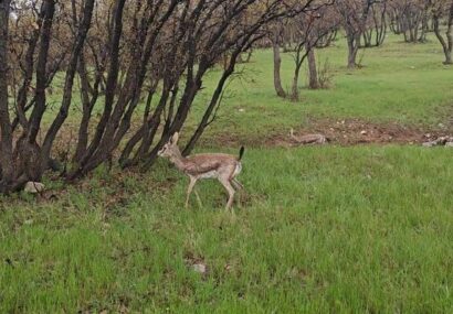 دزفولی‌نژاد: شکار و قاچاق حیات وحش جرمی نابخشودنی است