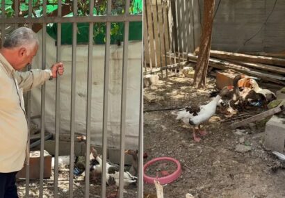 دستور اخراج «پرندگان» در قدس؛ روایتی از فشار صهیونیست‌ها بر فلسطینی‌ها