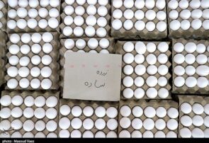 دستور وزیر کشاورزی برای اصلاح قیمت تخم مرغ