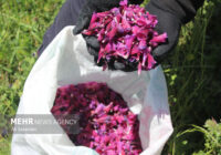 دیمکاری گیاهان دارویی راهبردی برای حفظ آب و احیای مراتع است