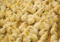 رشد تولید در صنعت مرغداری استان مرکزی با ۳۹ میلیون قطعه جوجه‌ریزی