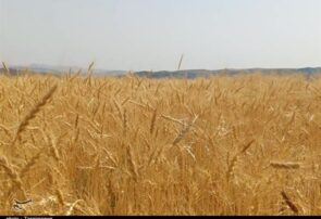 رکوردشکنی قیمت جهانی گندم درپی جنگ آمریکا علیه ایران