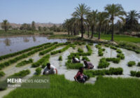 زندگی ساده اما جهادی یک زوج شالیکار مازندرانی