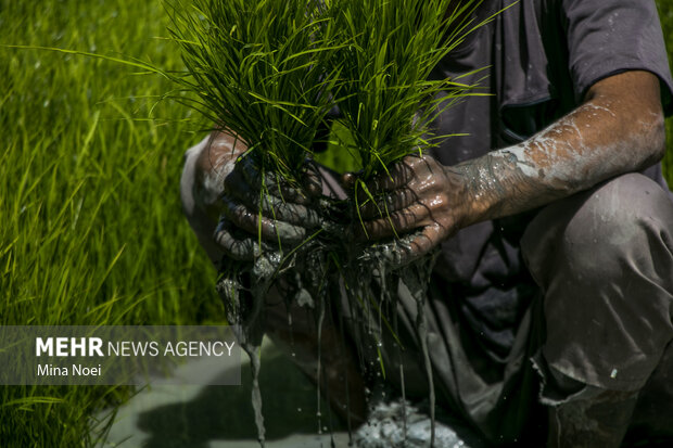 زندگی ساده اما جهادی یک زوج شالیکار مازندرانی