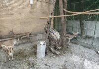 شیخ‌ویسی: کشف ۶ رأس آهو و ۳ قطعه فلامینگو در کرمانشاه