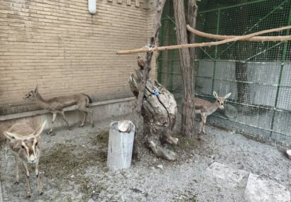 شیخ‌ویسی: کشف ۶ رأس آهو و ۳ قطعه فلامینگو در کرمانشاه