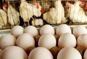 صادرات تخم مرغ ممنوع شد