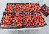 صادقی: ۱۱ تن گوجه‌فرنگی قاچاق در گمرک خسروی کشف شد