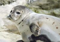 صیادان میانکاله در خط مقدم حفاظت از فوک خزری هستند