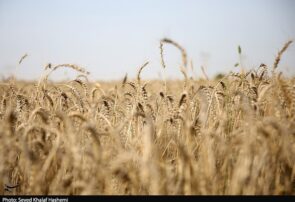 طرح اعتباری گندم برای کاهش فشار مالی گندمکاران اجرا شد