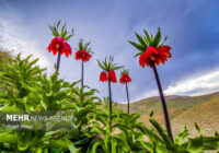 قرق مطلق دشت لاله های واژگون کوهرنگ