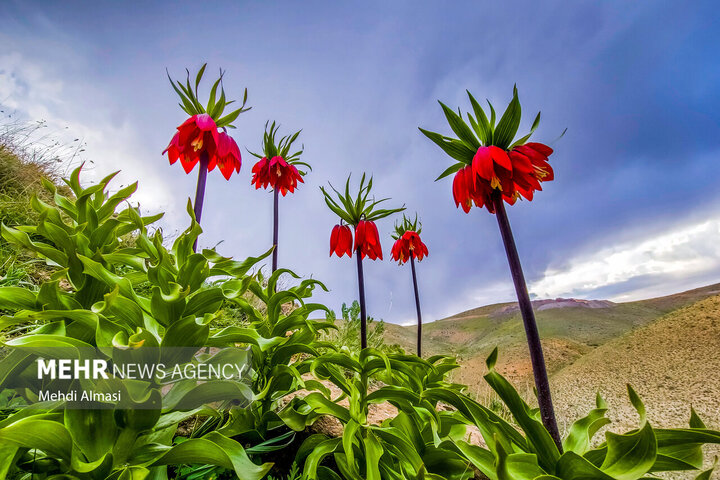 قرق مطلق دشت لاله های واژگون کوهرنگ