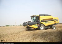 قیمت گندم 5نرخی شد