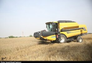 قیمت گندم ۵نرخی شد