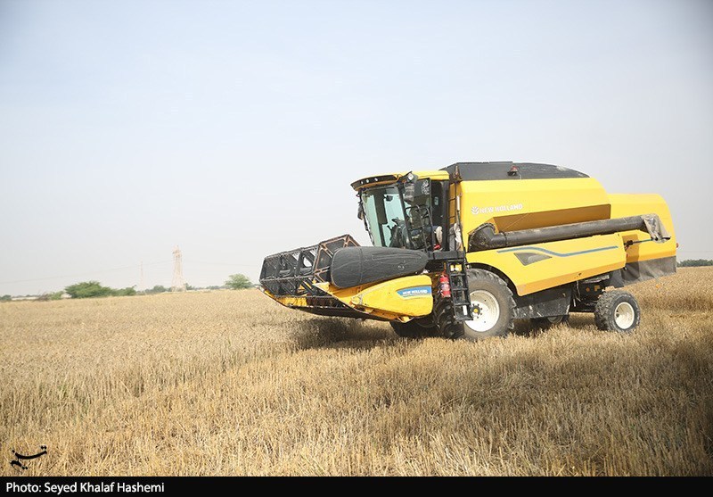 قیمت گندم ۵نرخی شد