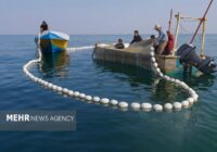 مازندران از ظرفیت‌های قابل‌توجهی در زمینه آبزی‌پروری برخوردار است