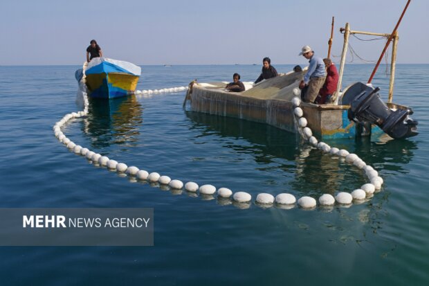 مازندران از ظرفیت‌های قابل‌توجهی در زمینه آبزی‌پروری برخوردار است