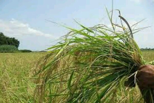 مبارزه با علفهای هرز در۳۳ هزار هکتار از مزارع آذربایجان غربی انجام شد