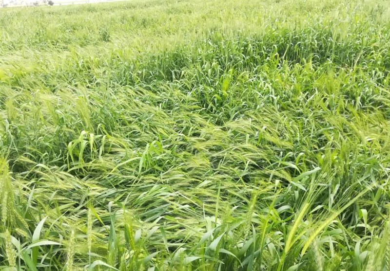 مجلس ضرب‌الاجل گذاشت؛پایان بخشنامه‌های ناگهانی در کشاورزی