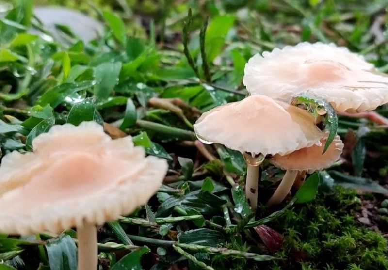 مسمومیت ۲۱ نفر با مصرف قارچ‌های خودرو در کرمانشاه