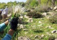 ممنوعیت برداشت گیاهان دارویی در سمنان؛ برخورد قضایی در انتظار متخلفان