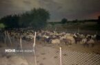 نجات ۲ دامدار و ۴۰۰ راس گوسفند از سیلاب رودخانه دز