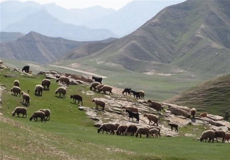 نرخ تعرفه‌های مرتعی در سال ۱۴۰۵ اعلام شد