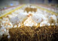 نشانه‌های تعادل در صنعت مرغ از اردیبهشت