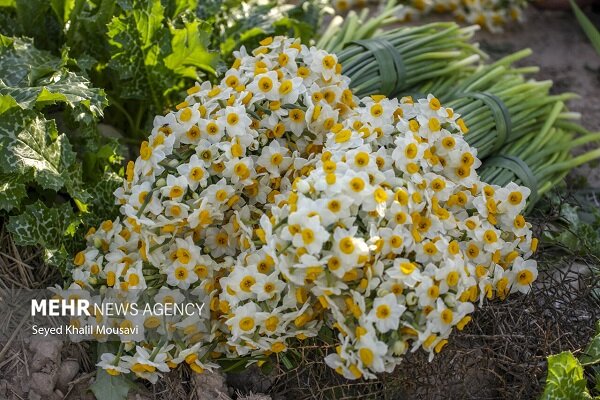 نوزدهمین نمایشگاه بین‌المللی گل و گیاه در تبریز برگزار می‌شود