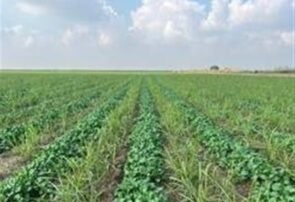 ورود ۱۵ رقم بذر جدید به کشاورزی کشور تا پایان سال