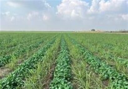 ورود ۱۵ رقم بذر جدید به کشاورزی کشور تا پایان سال