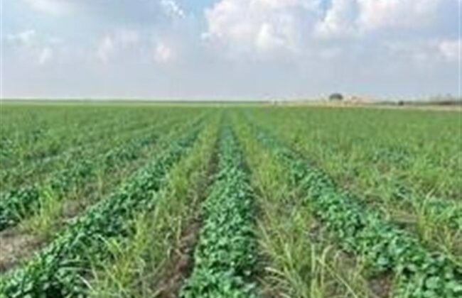 ورود ۱۵ رقم بذر جدید به کشاورزی کشور تا پایان سال