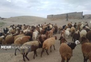 چرای زودهنگام در مراتع سمنان ممنوع؛ مجازات متخلفان با ابطال پروانه