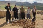کاشت ۶۰ اصله نهال بادام در زیویه به مناسبت روز زمین پاک