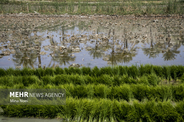 کریمی: کشاورزان کرمانشاهی، کشت‌های ممنوعه را امحاء کنند