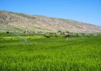 کریمی: ۱۸ هزار هکتار از اراضی سامانه گرمسیری به بهره‌برداری رسید